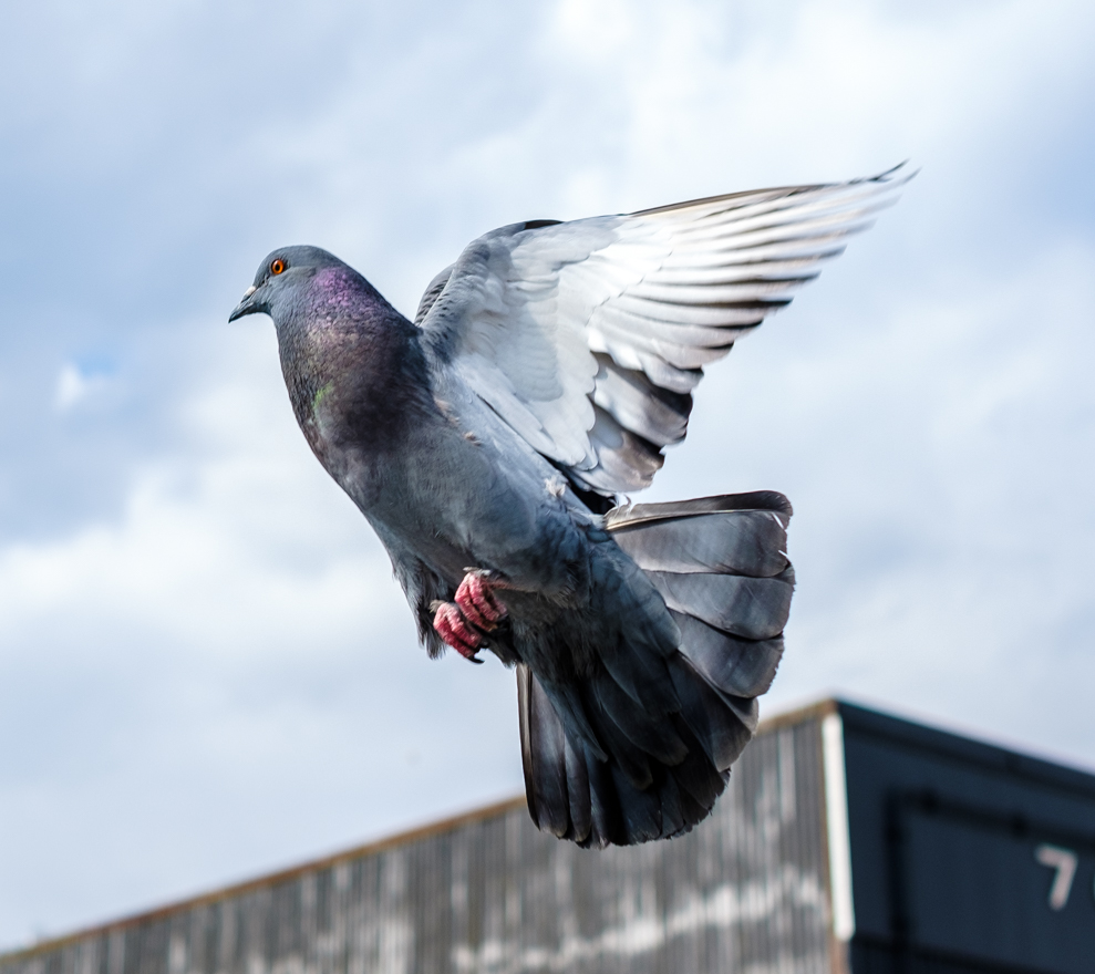 A photograph of a pigeon flying